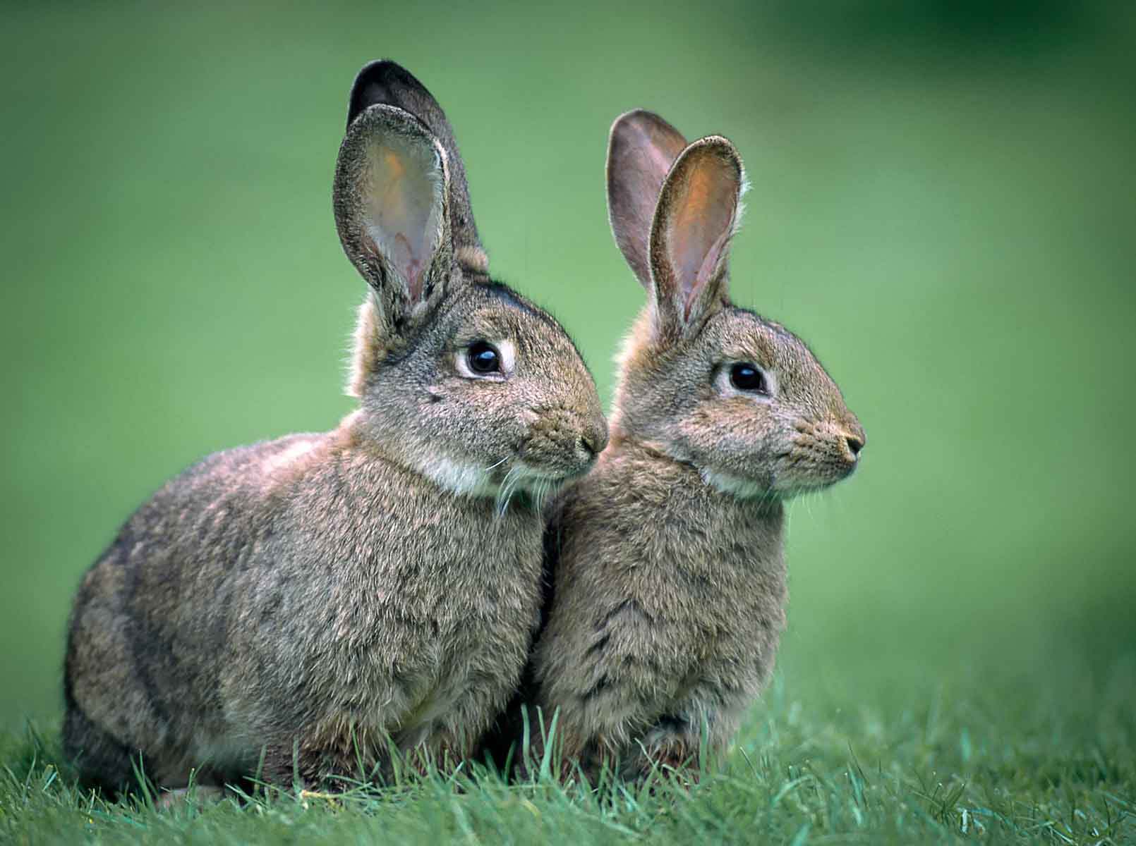 A pair of Bunnies Sitting in the Grass